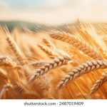 2023年最新体育投注平台排行及评测分析 55r4nnl2nu