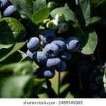 24K88登录步骤详解,轻松进入您的账户 bt4kofkx